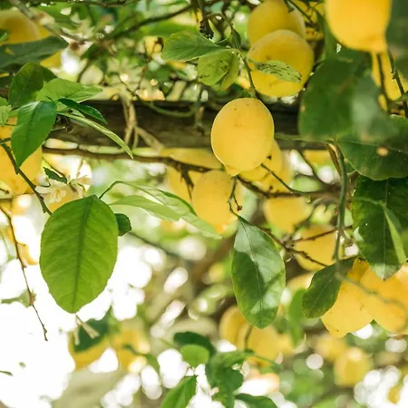 Menta E Limone לינה וארוחת בוקר