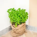 Bed and breakfast Menta E Limone 3*