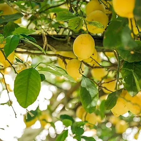 Nocleg ze śniadaniem Menta E Limone