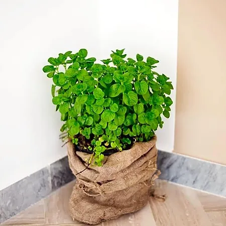 Menta E Limone Nocleg ze śniadaniem