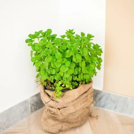 Nocleg ze śniadaniem Menta E Limone 3*