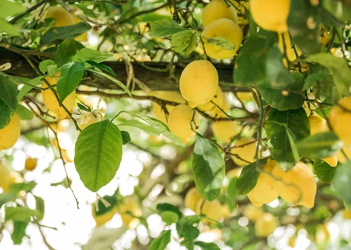 Menta E Limone Nocleg ze śniadaniem