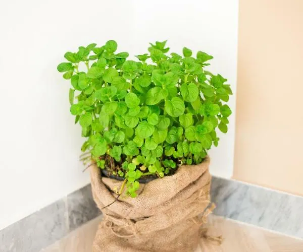 Nocleg ze śniadaniem Menta E Limone 3*